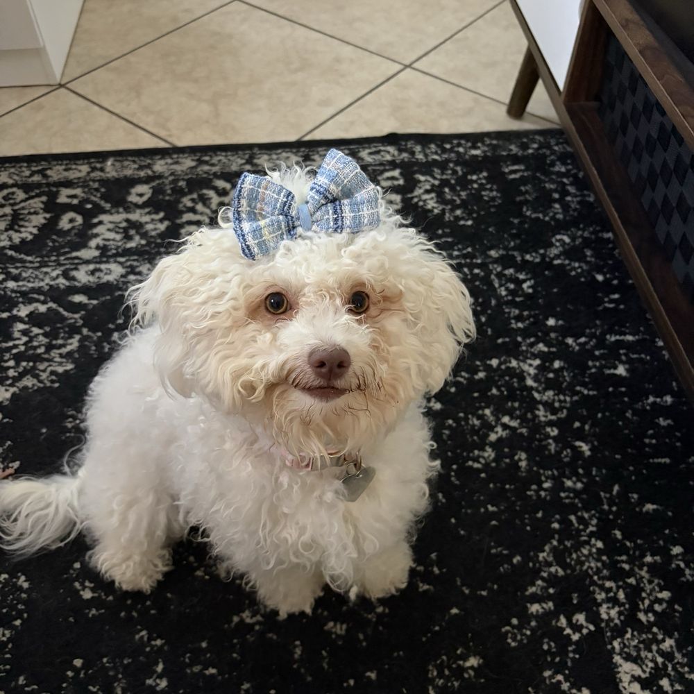 Underdog Pet Stylist - This was her two hours before her appointment - Pet Groomers Near Me - Oxnard, California Underdog Pet Stylist - This was her two hours before her appointment - Pet Groomers Near Me - Oxnard, California