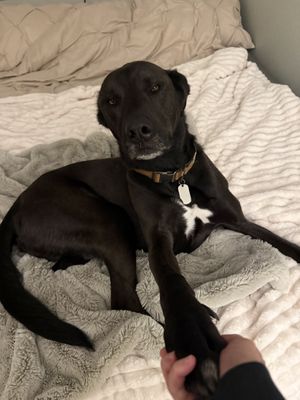 Social Play & Gentle Friends - We welcome only friendly, non-aggressive dogs (no pitbulls), ensuring all pups have safe, happy playmates—never left alone or bored.