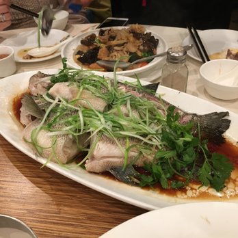 Koi Palace - Steamed Catch of the Day - Dim Sum Near Me - Milpitas, California Koi Palace - Steamed Catch of the Day - Dim Sum Near Me - Milpitas, California