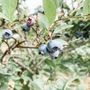 Photo of Riley Creek Blueberry Farm