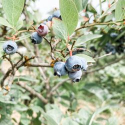 Riley Creek Blueberry Farm