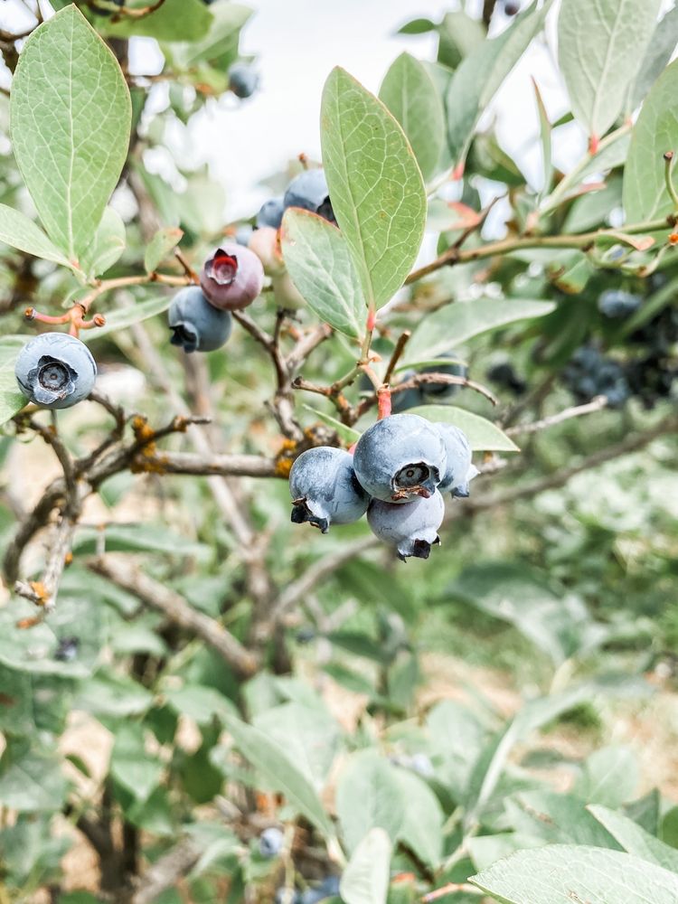RILEY CREEK BLUEBERRY FARM - Updated July 2026 - 44 Whitney Way ...