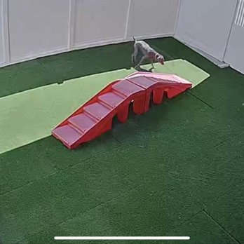 Camp Bow Wow Reno South - The dogs can go inside and outside freely - Pet Training Near Me - Reno, Nevada Camp Bow Wow Reno South - The dogs can go inside and outside freely - Pet Training Near Me - Reno, Nevada