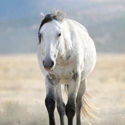 Wild Horse Photo Safaris - A lone stallion approaching the herd with caution.