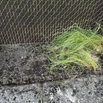 Green City Tree Care - The long grasses are weeds that were pulled and left in a pile - Tree Services Near Me Green City Tree Care - The long grasses are weeds that were pulled and left in a pile - Tree Services Near Me