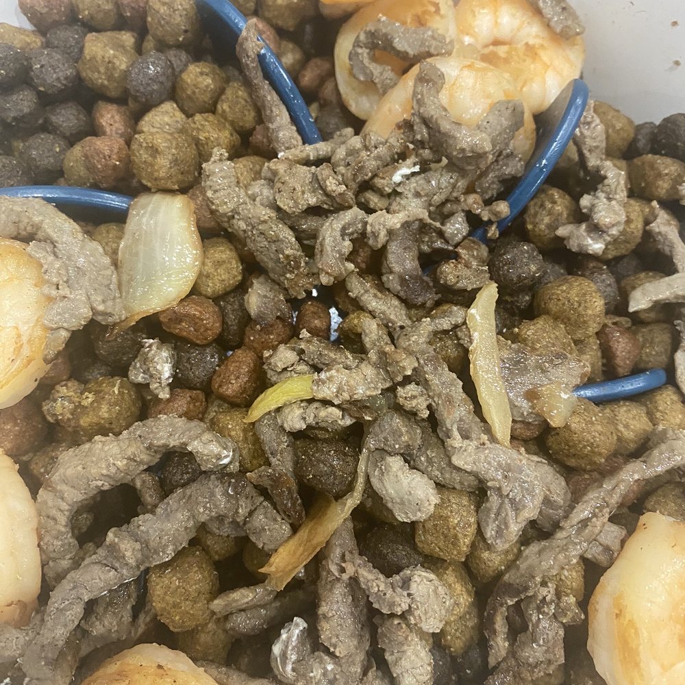 El Limon - My $22 meal over my dogs food. Completely inedible just gross. - Mexican Near Me - Philadelphia, Pennsylvania