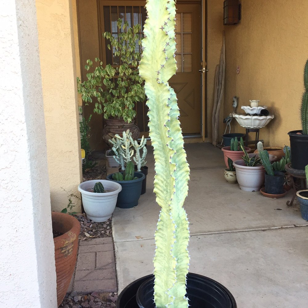 Old West Cactus Farm - Euphorbia Ammak (rare and hard to find) - Nurseries & Gardening Near Me - Phoenix, Arizona Old West Cactus Farm - Euphorbia Ammak (rare and hard to find) - Nurseries & Gardening Near Me - Phoenix, Arizona