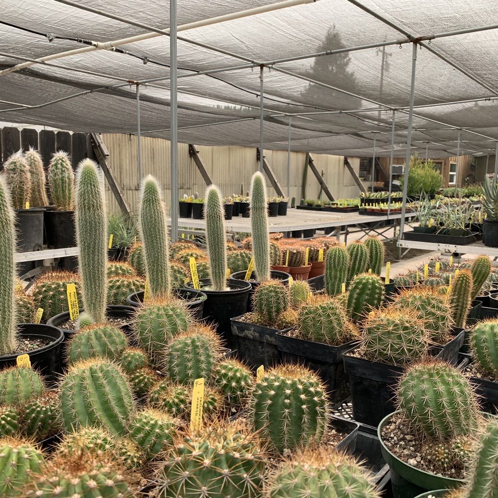 Poot's Cactus Nursery - The cacti dilemma - Nurseries & Gardening Near Me - Ripon, California Poot's Cactus Nursery - The cacti dilemma - Nurseries & Gardening Near Me - Ripon, California