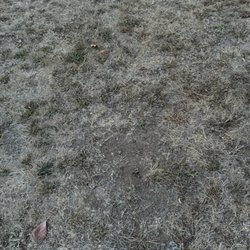Shamrock Village - The lovely grass area in front of the river is dead. 2nd photo is my neighbor's grapes, probably poisoned by the landlord?