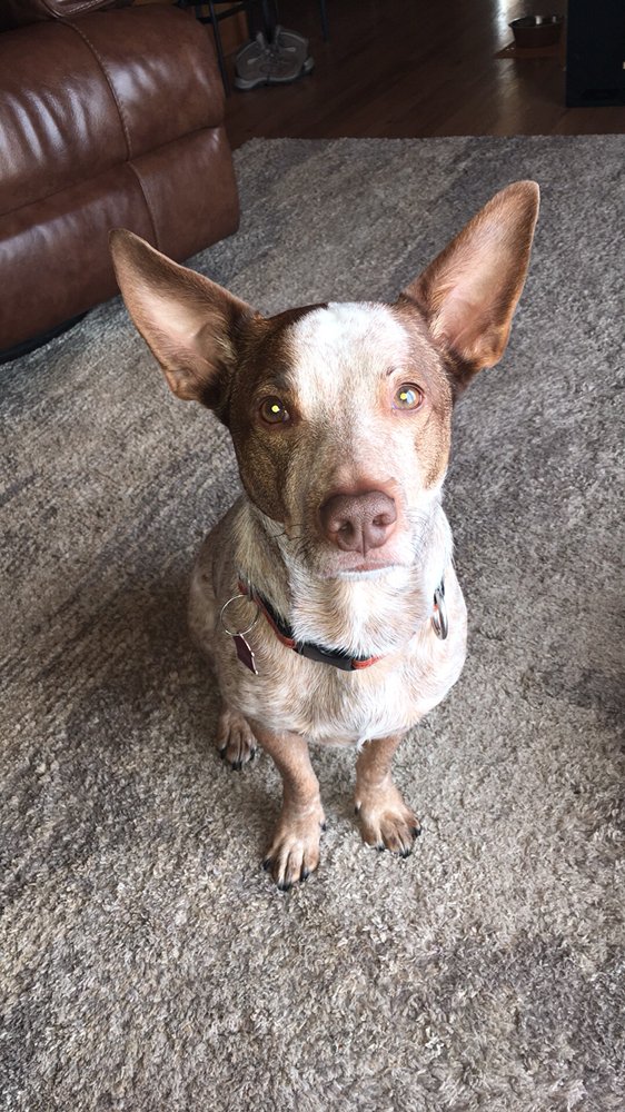 PIKES PEAK PET SITTER Updated September 2024 1736 Crest Pl, Colorado Springs, Colorado Pet