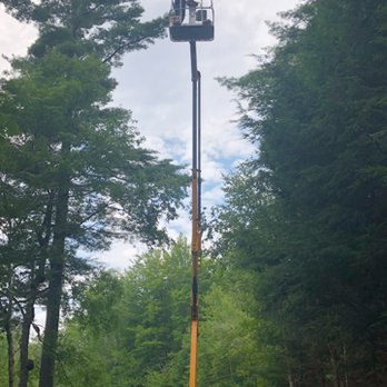Tree Biz - Tree Services Near Me Tree Biz - Tree Services Near Me