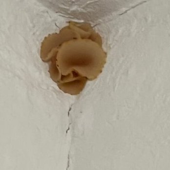 Patton Construction - Mold Mushroom 2024 - General Contractors Near Me - Tacoma, Washington