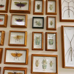 Stones 'n Bones Museum - A wide array of bugs.