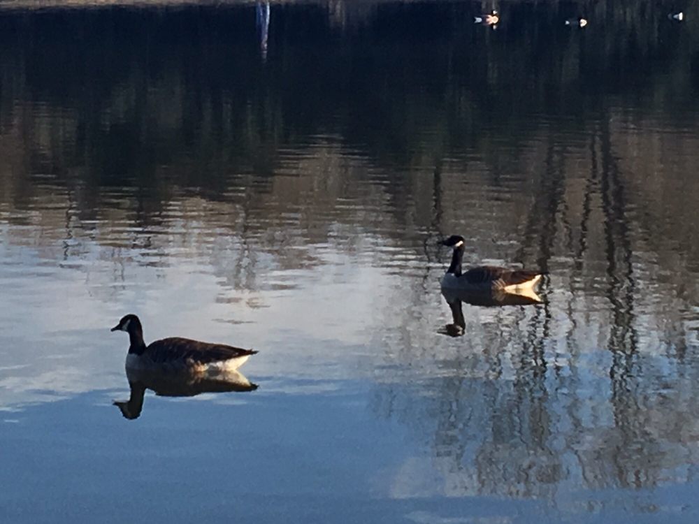 MCALPINE CREEK PARK 171 Photos & 32 Reviews 8711 Monroe Rd