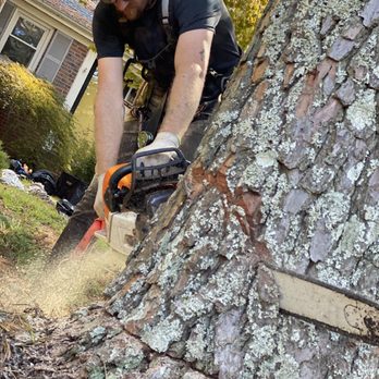 Tree Tops Tree Service - Tree Services Near Me - Chesapeake, Virginia