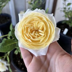 Fordyce Farm - One of our own root roses