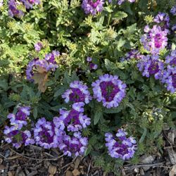 Farmer Dave's Farm Stand - Flowers in the parking lot