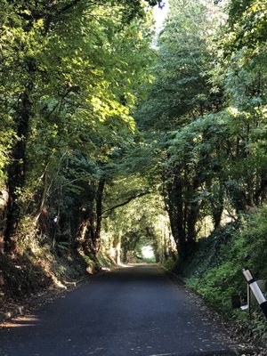 The Dark Hedges by null