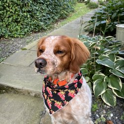 Best Friends Pet Grooming - Handsome Marlow