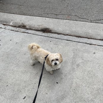 Up pup and away mobile grooming - Before - Pet Groomers Near Me Up pup and away mobile grooming - Before - Pet Groomers Near Me