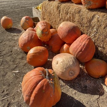 Cool Patch Pumpkins - Not one pumpkin alike! - Pumpkin Patches Near Me - Dixon, California