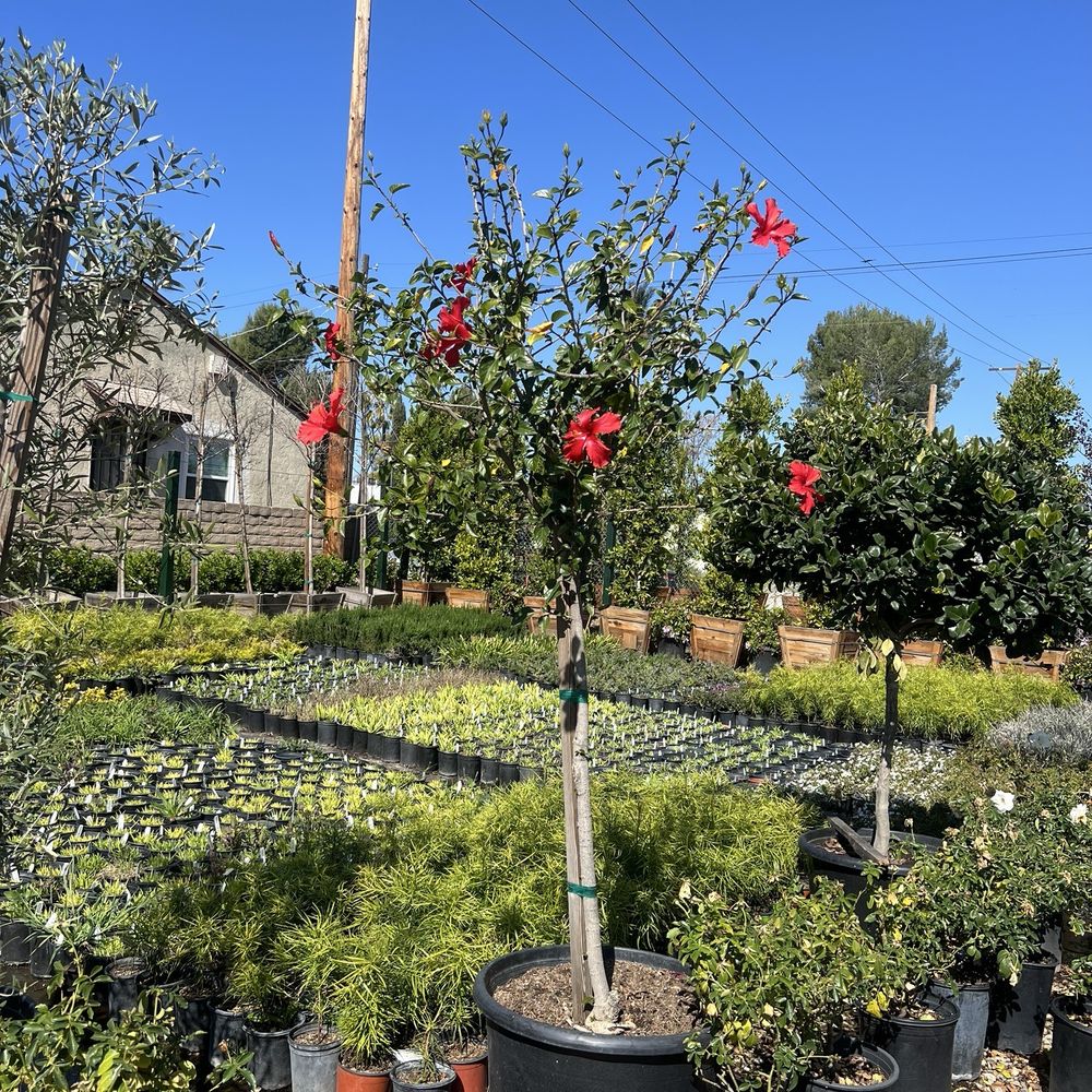 Las Palmas Nursery - Delivered with $25 can bet thatGod Bless Them! - Nurseries & Gardening Near Me - Los Angeles, California Las Palmas Nursery - Delivered with $25 can bet thatGod Bless Them! - Nurseries & Gardening Near Me - Los Angeles, California
