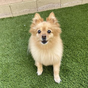 Las Vegas Artificial Lawns - Happy pooch - Artificial Turf Near Me - Las Vegas, Nevada Las Vegas Artificial Lawns - Happy pooch - Artificial Turf Near Me - Las Vegas, Nevada