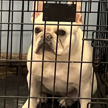 Sun's Pet Salon - Same cool French Bulldog (Looks funny behind bars) - Pet Groomers Near Me - Sacramento, California Sun's Pet Salon - Same cool French Bulldog (Looks funny behind bars) - Pet Groomers Near Me - Sacramento, California