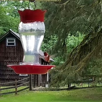 The Cabins at Beaver Creek - Hummingbirds on the porch - Guest Houses Near Me - Beaver, Washington