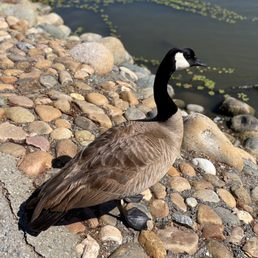 Beautiful Goose!