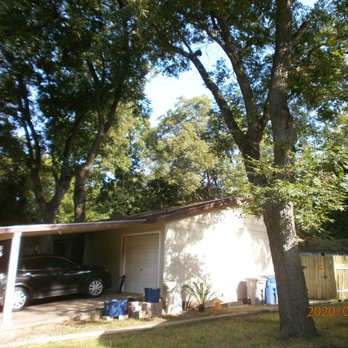 Ortiz Tree Trimming - after - Tree Services Near Me