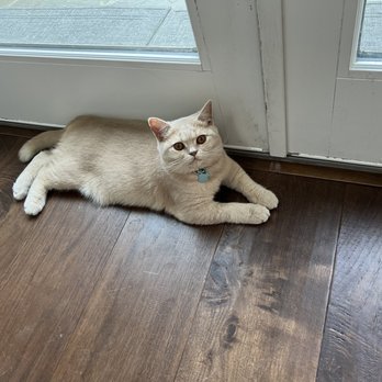 TLC Brits Cattery - Bentley - Pet Breeders Near Me TLC Brits Cattery - Bentley - Pet Breeders Near Me