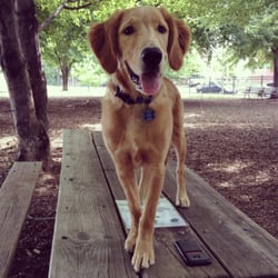 Frenchtown Dog Park - King of the dog park