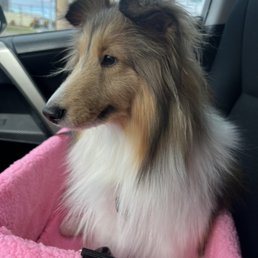 Freshly groomed dog! Freshly groomed dog!