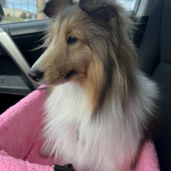 PetSmart - Freshly groomed dog! - Pet Training Near Me - Oklahoma City, Oklahoma PetSmart - Freshly groomed dog! - Pet Training Near Me - Oklahoma City, Oklahoma