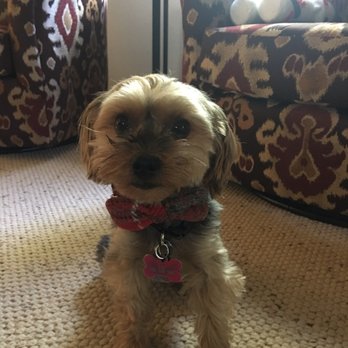 Wanderlust Dogs - Eagle - Cali says thank you too! - Pet Boarding Near Me - Eagle, Colorado
