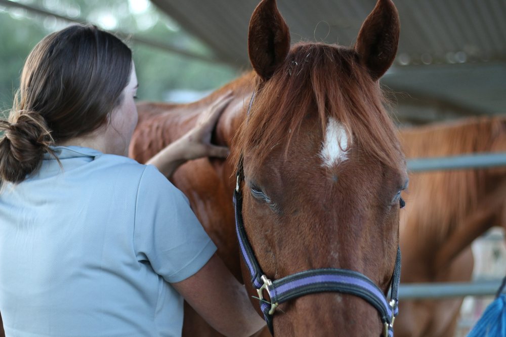 BEYOND BASICS EQUINE BODYWORK Updated July 2024 Request Information