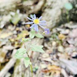 Monte Sano State Park