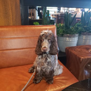 Proper Grit - Cooper - the english cocker spaniel - Bars Near Me - West Palm Beach, Florida Proper Grit - Cooper - the english cocker spaniel - Bars Near Me - West Palm Beach, Florida