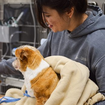 Mountain West Veterinary Specialists - Veterinarians Near Me - Layton, Utah