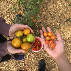 Hilda's Beautiful U-Pick - The most flavorful tomatoes ever!