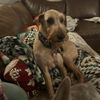 Just Four Paws gift card