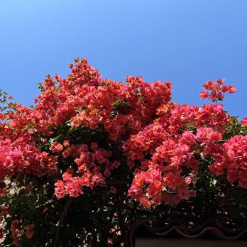La Note - Bougainvillea by outside patio - French Near Me - Berkeley, California