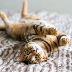 Paws And Purrvisions