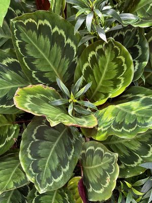 Matthaei Botanical Gardens by null