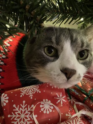 PAWS Chicago by null