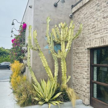 Playa Mesa - Beautiful Plants - Mexican Near Me - Costa Mesa, California