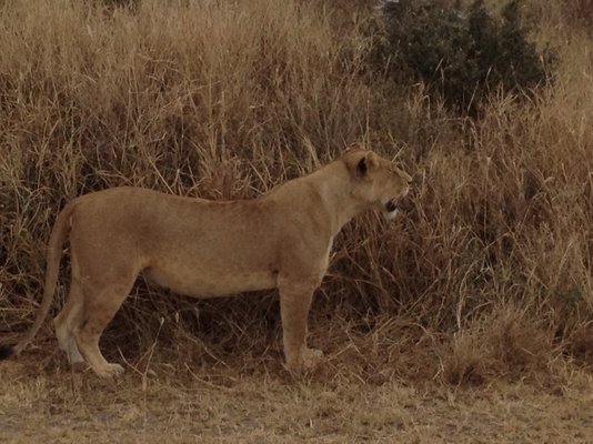 Thomson Safaris by null