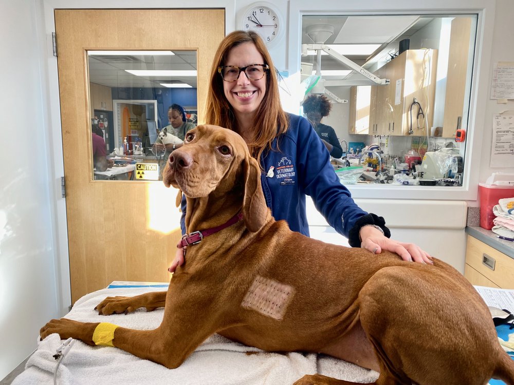 HUDSON VALLEY VETERINARY DERMATOLOGY NYC Updated September 2024