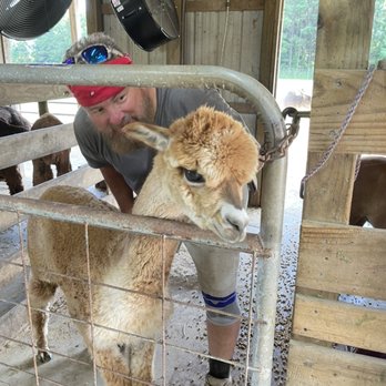 Alpacawaka Barn & Pastures - Jr. is currently our youngest alpaca in 2021... - Attraction Farms Near Me - Moyock, North Carolina Alpacawaka Barn & Pastures - Jr. is currently our youngest alpaca in 2021... - Attraction Farms Near Me - Moyock, North Carolina